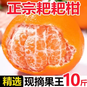 耙耙柑四川橘子